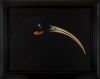 FIONA PARDINGTON Portrait of a Female Huia, South Canterbury Museum - 2