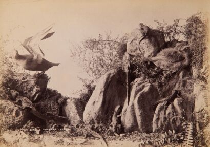 BURTON BROTHERS Mutton Bird & Tuatara Lizard
