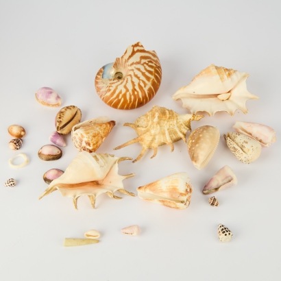 A Collection of Vintage Seashells