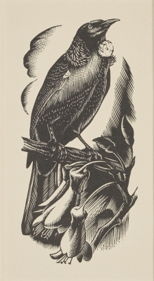 E. MERVYN TAYLOR Tui