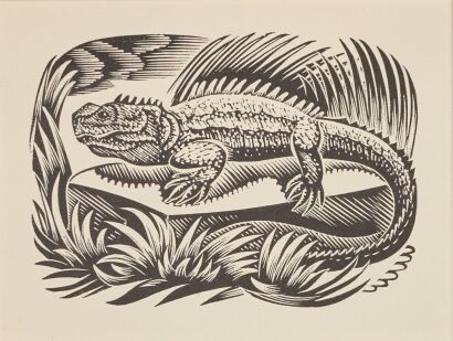 E. MERVYN TAYLOR Tuatara