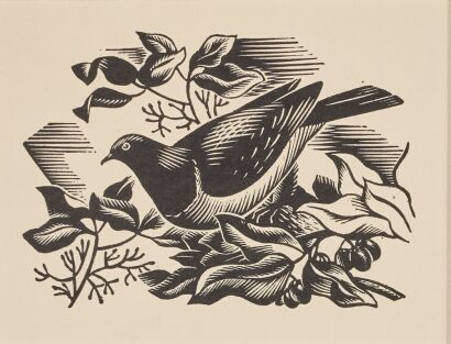 E. MERVYN TAYLOR Bush Pigeon