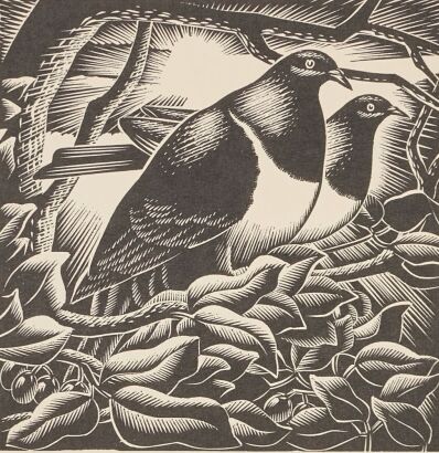 E. MERVYN TAYLOR Bush Pigeons