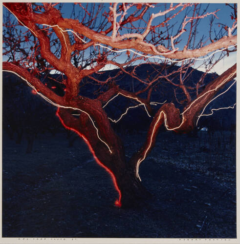 ROBERT PEARSON Red Tree Clyde
