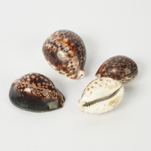 A Collectcion of Four Seashells