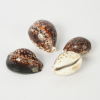 A Collectcion of Four Seashells