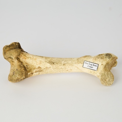 A Moa Femur Bone, Aotearoa