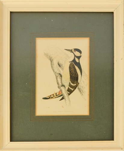 An Antique Hand-Coloured Engraving of a Great Spotted Woodpecker