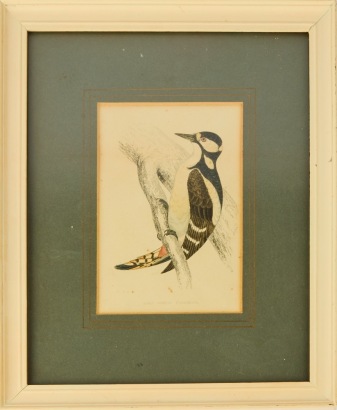 An Antique Hand-Coloured Engraving of a Great Spotted Woodpecker