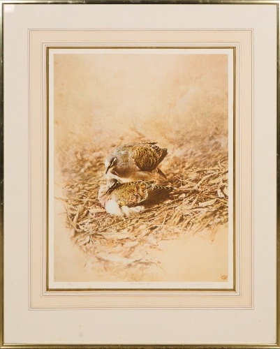 RAYMOND CHING Bronze Winged Pigeons