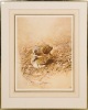 RAYMOND CHING Bronze Winged Pigeons