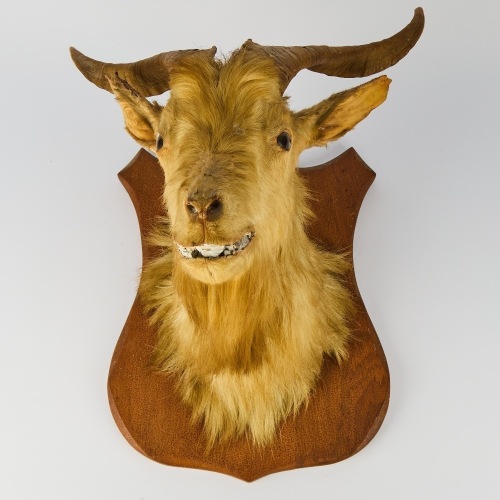 A Taxidermy Goat
