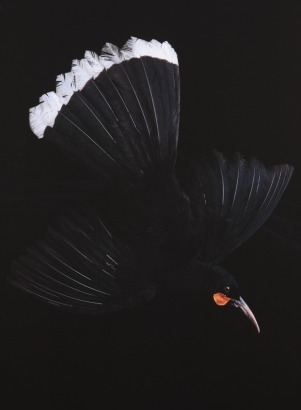 FIONA PARDINGTON Tōminiko's Male Huia in Flight