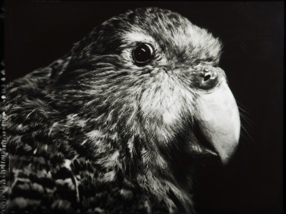 FIONA PARDINGTON Wahi/Fear Kākāpo, New Zealand Ground Parrot