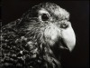 FIONA PARDINGTON Wahi/Fear Kākāpo, New Zealand Ground Parrot