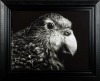FIONA PARDINGTON Wahi/Fear Kākāpo, New Zealand Ground Parrot - 2