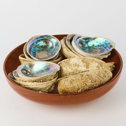 A Collection of Paua Shells