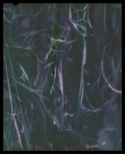 KATE VAN DER DRIFT Nassella Tenuissima (Fine Stemmed Needlegrass) Negative