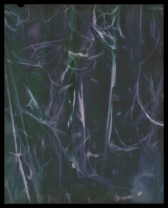 KATE VAN DER DRIFT Nassella Tenuissima (Fine Stemmed Needlegrass) Negative