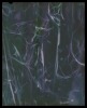 KATE VAN DER DRIFT Nassella Tenuissima (Fine Stemmed Needlegrass) Negative