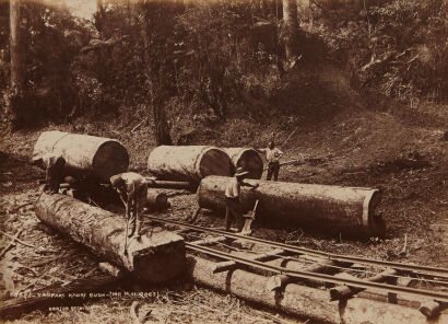 BURTON BROTHERS Taupaki Kauri Bush (Mr M H Roe's)