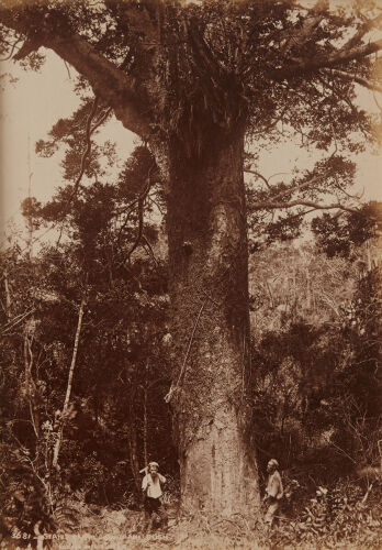 BURTON BROTHERS Taupaki Kauri Bush (with two men)