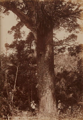 BURTON BROTHERS Taupaki Kauri Bush (with two men)