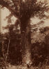 BURTON BROTHERS Taupaki Kauri Bush (with two men sawing)