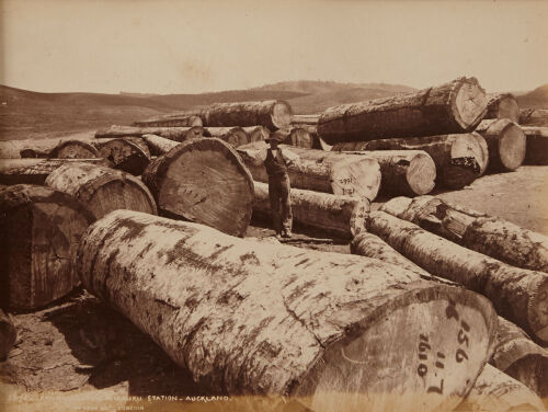 BURTON BROTHERS Taupaki Kauri Bush (stacked kauri logs)