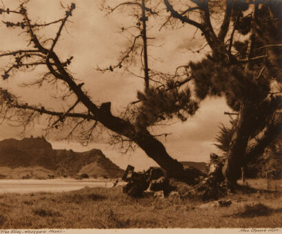 GEORGE CHANCE Tree Study - Whangarei Heads