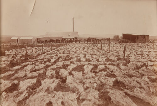 CHARLES MORETON Otanomo Flax Mill, Fibre Bleaching in the Paddock