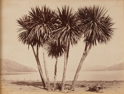 HART & CAMPBELL Cabbage Trees, 23 miles, Lake Wakatipu