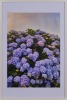 A Large Framed Hydrangea Photograph