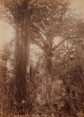 GEORGE VALENTINE New Zealand Kauri Trees