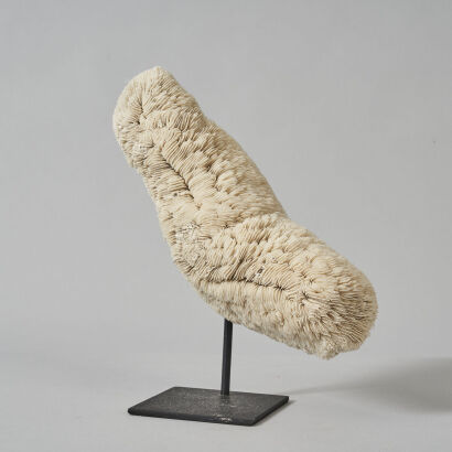 A Pirogue-Shaped White Coral