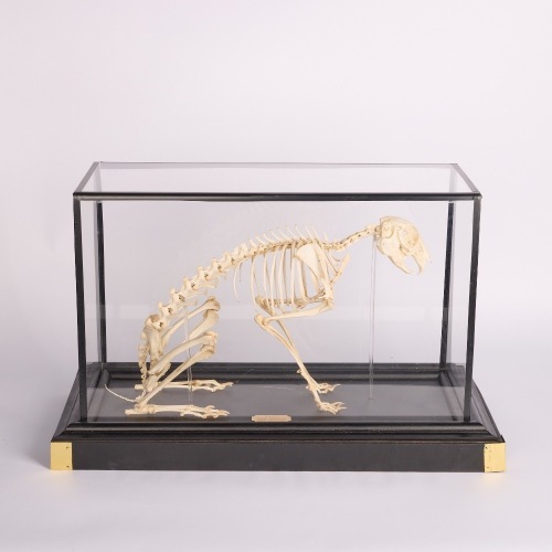 A Hare Skeleton in a Case