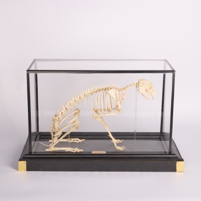 A Hare Skeleton in a Case