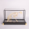 A Hare Skeleton in a Case