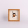 A Cased Horn Rhino Beetle