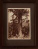 BURTON BROTHERS Taupaki Kauri Bush (with two men) - 2