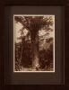 BURTON BROTHERS Taupaki Kauri Bush (with two men sawing) - 2