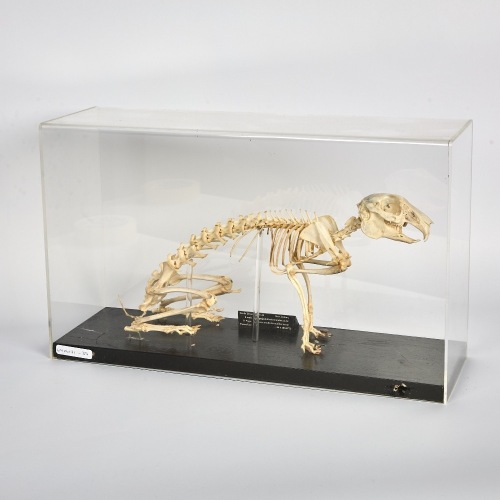 A Rabbit Skeleton in a Case