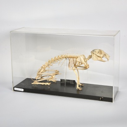 A Rabbit Skeleton in a Case