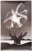 A Greenpeace Peace is in Your Hands Poster, Design by Jill Carter-Hansen