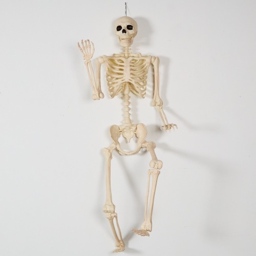 A Full-Size Skeleton