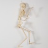 A Full-Size Skeleton - 2