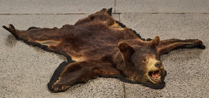 An Antique American Brown Black Bear Hide