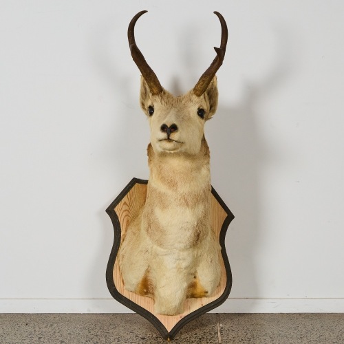 An Antique Taxidermy Fallow Deer Buck