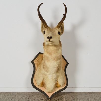 An Antique Taxidermy Fallow Deer Buck