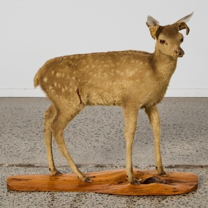 An Antique Taxidermy Fawn